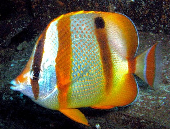 Chaetodon hoefleri_04